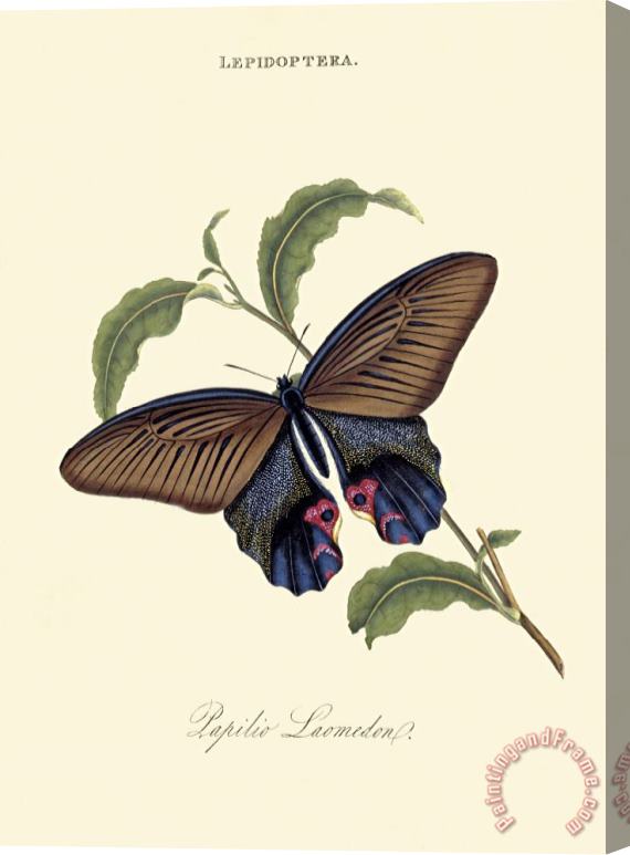 Edward Donovan Papilio Laomedon Stretched Canvas Painting / Canvas Art