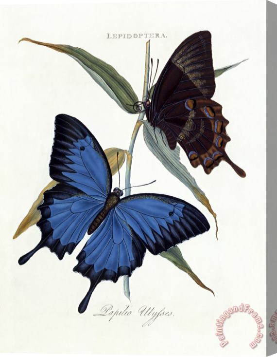 Edward Donovan Ulysses Butterfly, Papilio Ulysses Stretched Canvas Print / Canvas Art