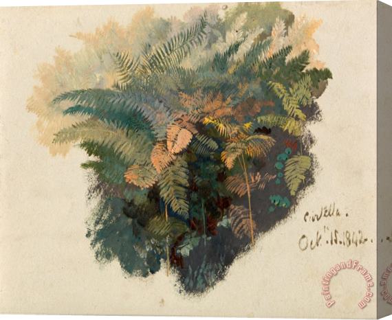 Edward Lear A Study of Ferns, Civitella Stretched Canvas Print / Canvas Art