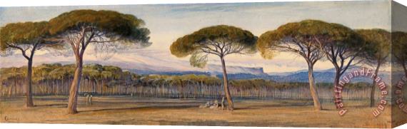 Edward Lear A View of The Pine Woods Above Cannes Stretched Canvas Print / Canvas Art