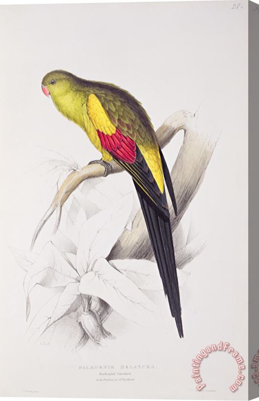 Edward Lear Black Tailed Parakeet Stretched Canvas Print / Canvas Art