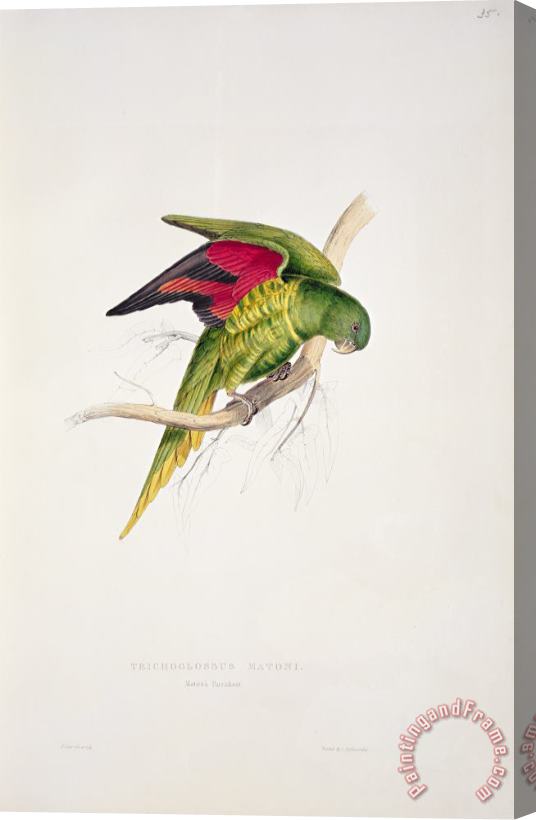 Edward Lear Matons Parakeet Stretched Canvas Print / Canvas Art