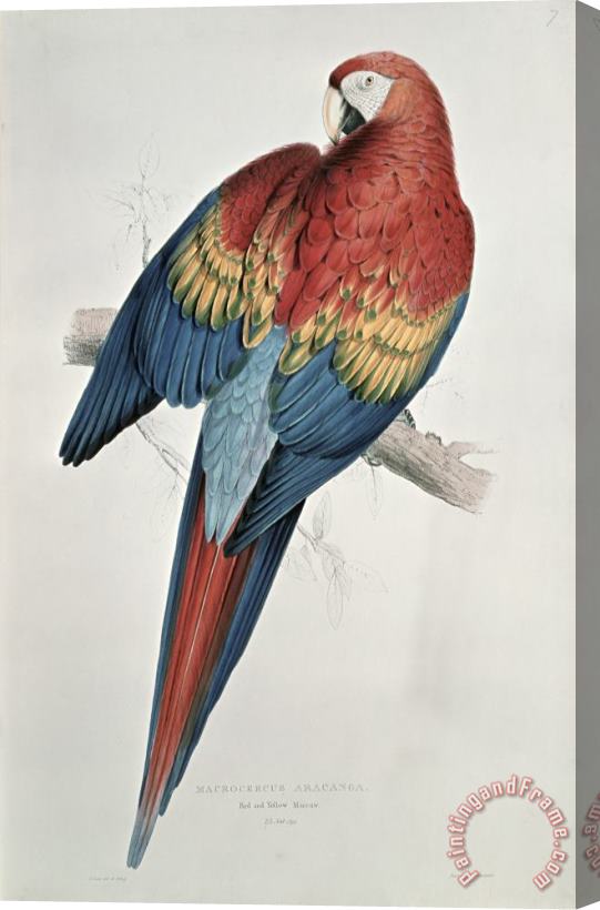 Edward Lear Red and Yellow Macaw Stretched Canvas Painting / Canvas Art