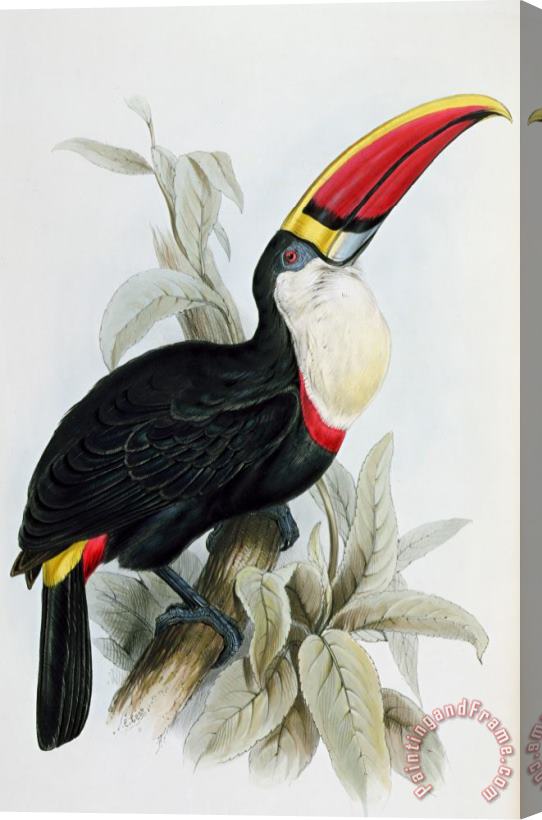 Edward Lear Red-billed Toucan Stretched Canvas Painting / Canvas Art