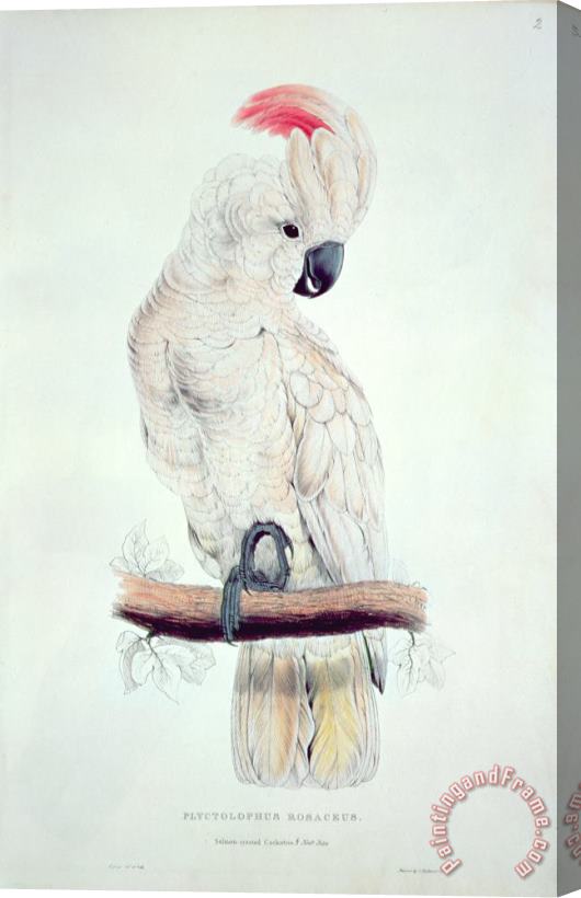 Edward Lear Salmon Crested Cockatoo Stretched Canvas Print / Canvas Art