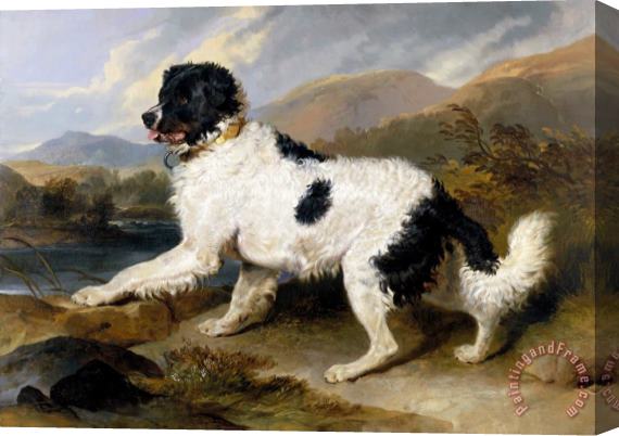 Edwin Landseer Lion a Newfoundland Dog Stretched Canvas Painting / Canvas Art