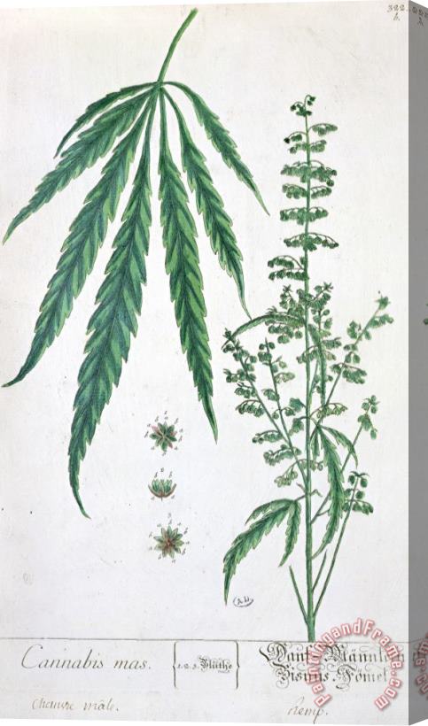Elizabeth Blackwell Cannabis Stretched Canvas Painting / Canvas Art