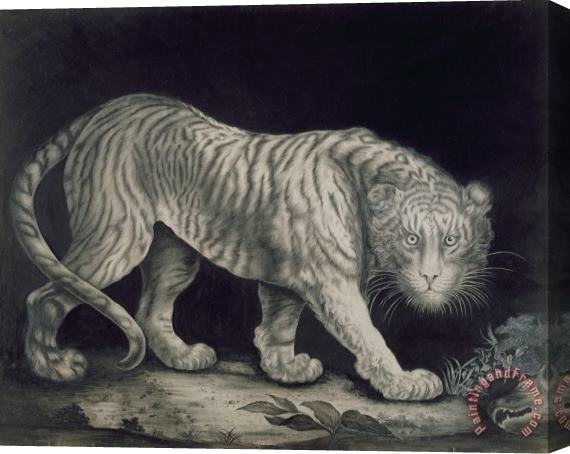 Elizabeth Pringle A Prowling Tiger Stretched Canvas Print / Canvas Art