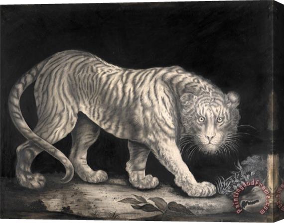 Elizabeth Pringle A Prowling Tiger Stretched Canvas Print / Canvas Art