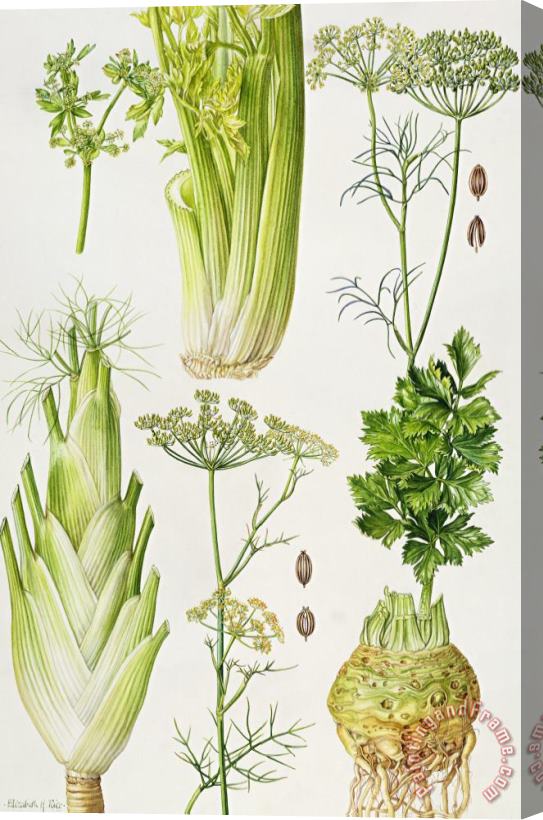 Elizabeth Rice Celery - Fennel - Dill and Celeriac Stretched Canvas Painting / Canvas Art