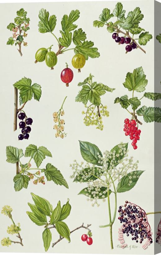 Elizabeth Rice Currants and Berries Stretched Canvas Print / Canvas Art