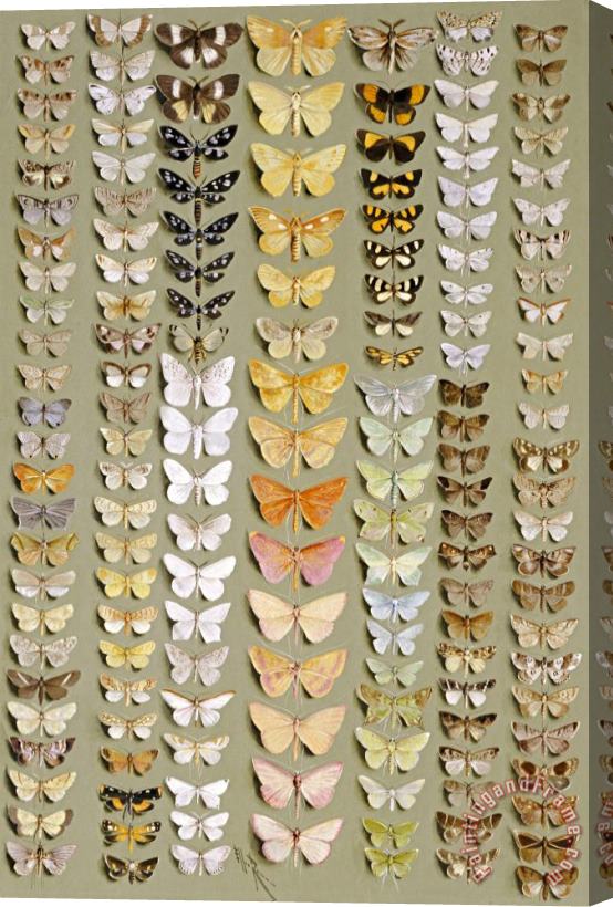 Ellis Rowan One Hundred And Fifty Eight Moths Stretched Canvas Painting / Canvas Art