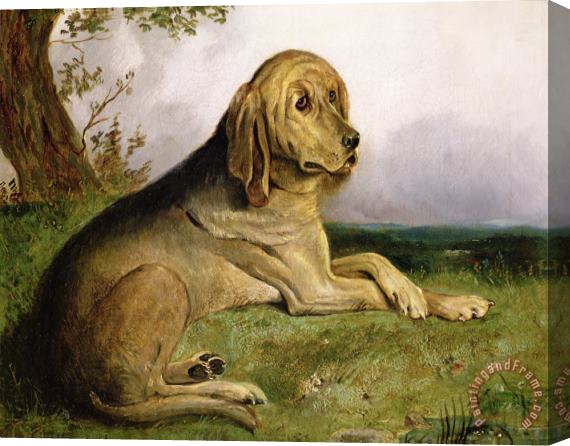 English school A Bloodhound in a Landscape Stretched Canvas Print / Canvas Art