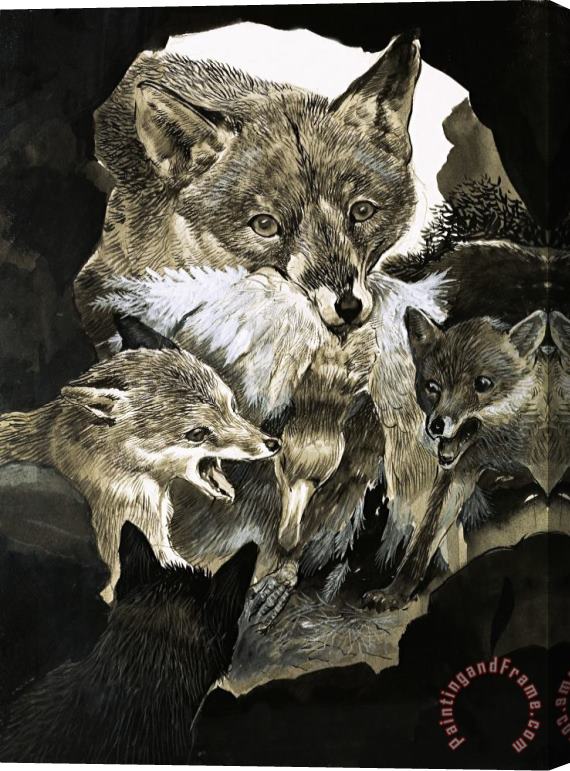 English School Fox delivering food to its cubs Stretched Canvas Painting / Canvas Art