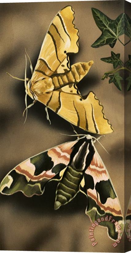 English School Moths Stretched Canvas Print / Canvas Art