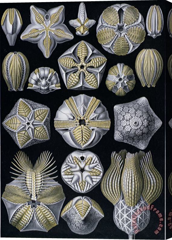 Ernst Haeckel Artforms of Nature Stretched Canvas Print / Canvas Art