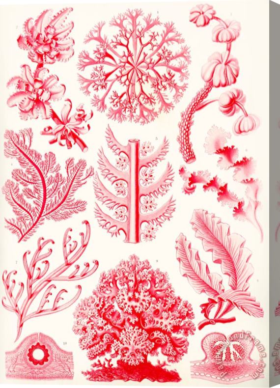 Ernst Haeckel Examples Of Florideae From Kunstformen Der Natur Stretched Canvas Print / Canvas Art
