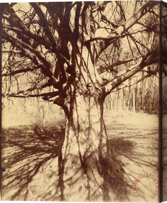 Eugene Atget Beech Tree Stretched Canvas Print / Canvas Art