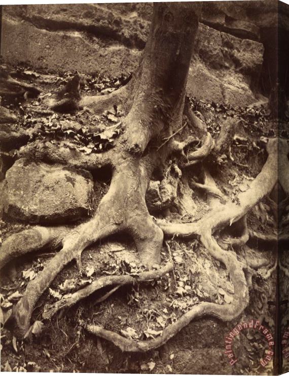 Eugene Atget Tree Roots, Saint Cloud Stretched Canvas Painting / Canvas Art