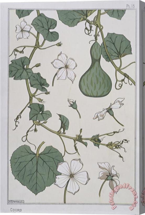 Eugene Grasset Botanical Diagram of a Gourd Stretched Canvas Print / Canvas Art