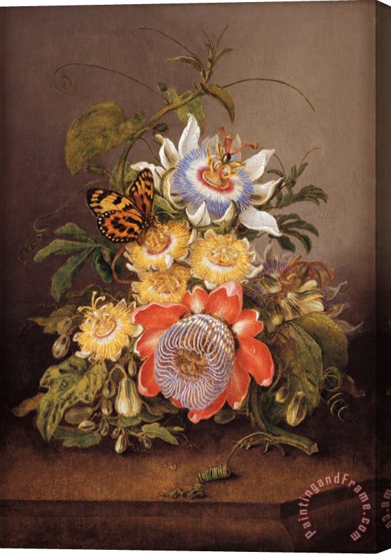 Ferdinand Bauer Passionflowers Stretched Canvas Print / Canvas Art