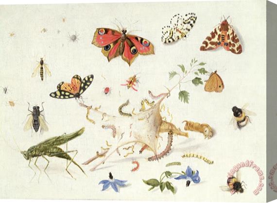 Ferdinand van Kessel Study Of Insects And Flowers Stretched Canvas Print / Canvas Art