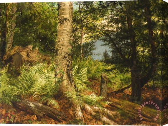 Fidelia Bridges Study of Ferns Stretched Canvas Print / Canvas Art