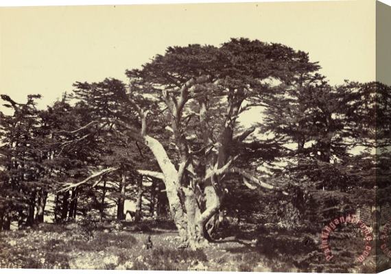 Francis Frith The Largest of The Cedars, Mount Lebanon Stretched Canvas Print / Canvas Art