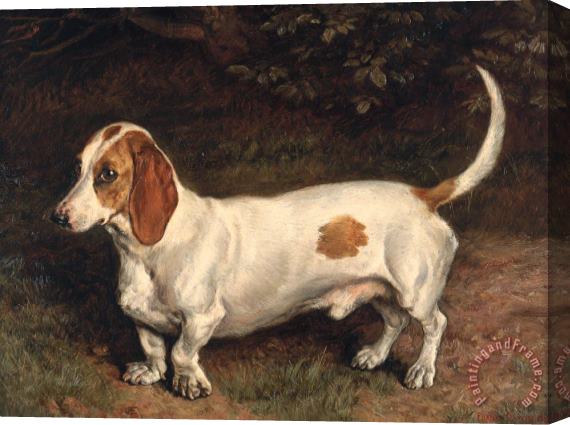 Frank Paton A Favorite Dachshund Stretched Canvas Print / Canvas Art