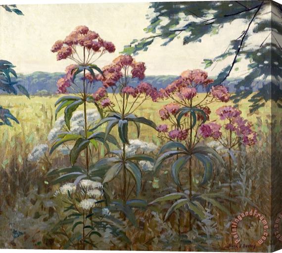 Frank V. Dudley Joe Pye Weed & Boneset Stretched Canvas Print / Canvas Art