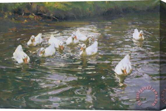 Franz Grassel White Ducks on Water Stretched Canvas Painting / Canvas Art