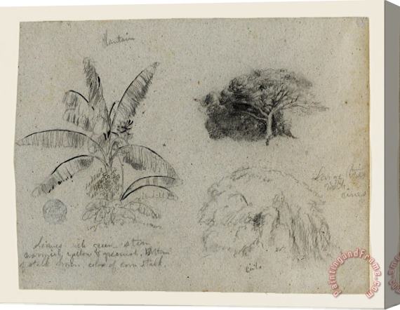 Frederic Edwin Church Botanical Sketches, South America Stretched Canvas Painting / Canvas Art
