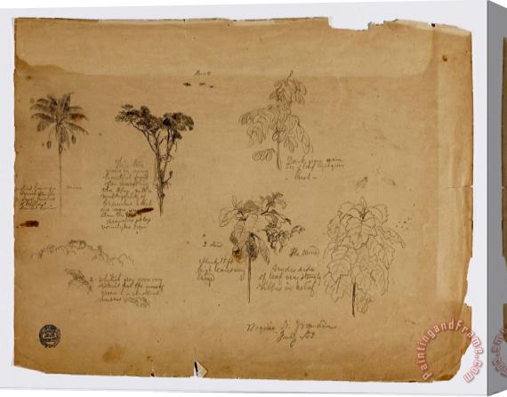 Frederic Edwin Church Drawing. Botanical Sketches From Colombia. Stretched Canvas Painting / Canvas Art