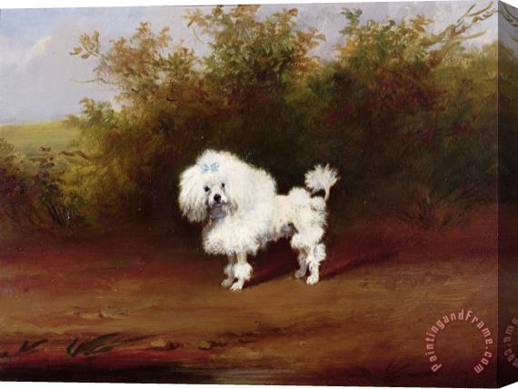 Frederick French A Toy Poodle in a Landscape Stretched Canvas Print / Canvas Art