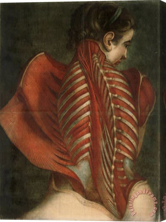 French Jacques-Fabien Gautier-Dagoty Muscles of The Back Stretched Canvas Painting / Canvas Art