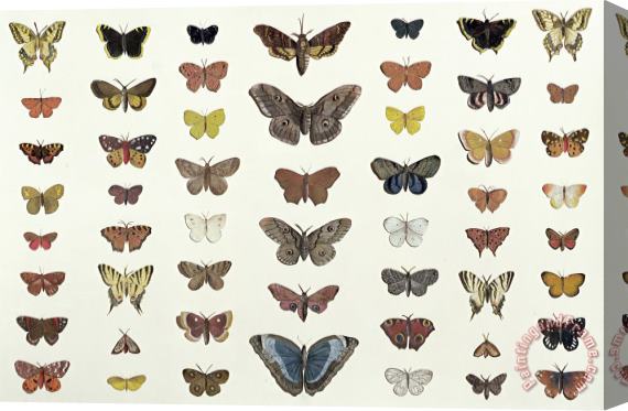 French School A Collage Of Butterflies And Moths Stretched Canvas Print / Canvas Art