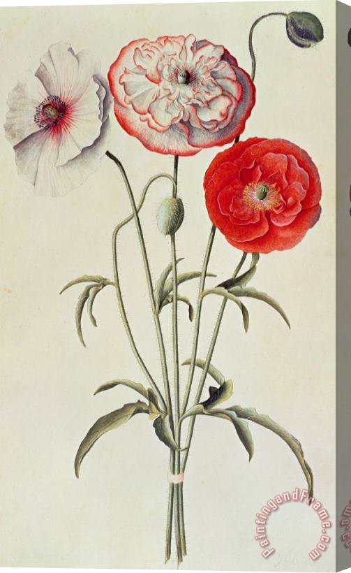 Georg Dionysius Ehret Poppies Corn Stretched Canvas Print / Canvas Art