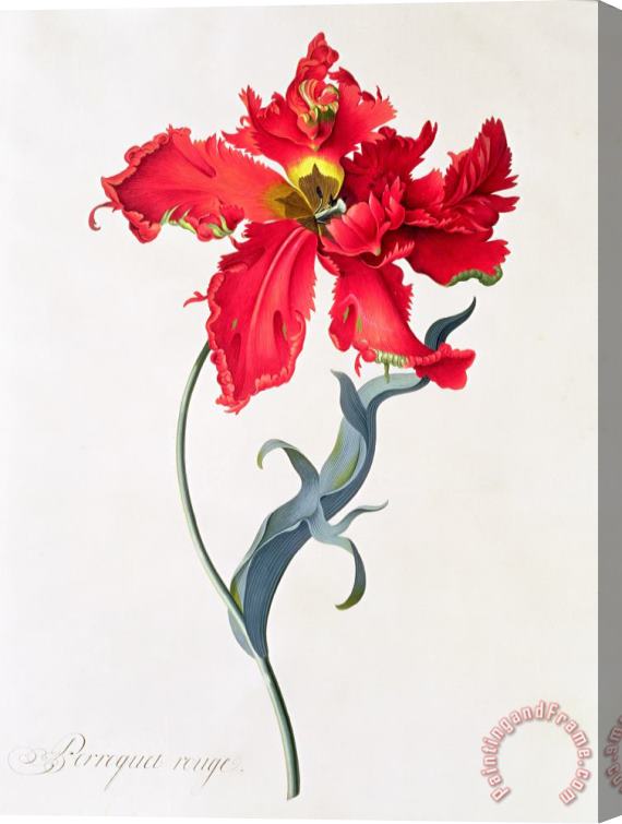 Georg Dionysius Ehret Tulip Perroquet Rouge Stretched Canvas Print / Canvas Art