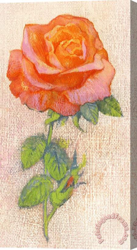 George Adamson Pale Rose Stretched Canvas Print / Canvas Art