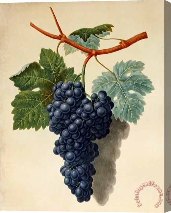 George Brookshaw Black Muscadine Grapes Stretched Canvas Painting / Canvas Art