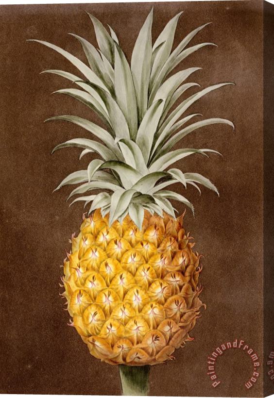 George Brookshaw Pineapple Stretched Canvas Print / Canvas Art