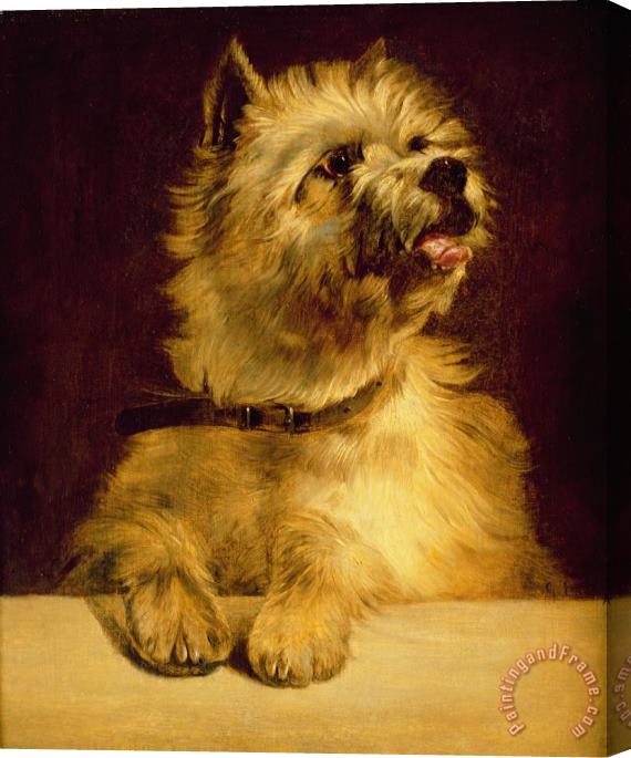 George Earl Cairn Terrier Stretched Canvas Painting / Canvas Art