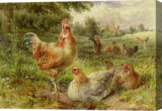 George Hickin Cochin China Fowls Stretched Canvas Painting / Canvas Art