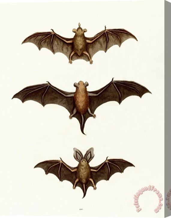 George Wharton Edwards Bats Stretched Canvas Painting / Canvas Art