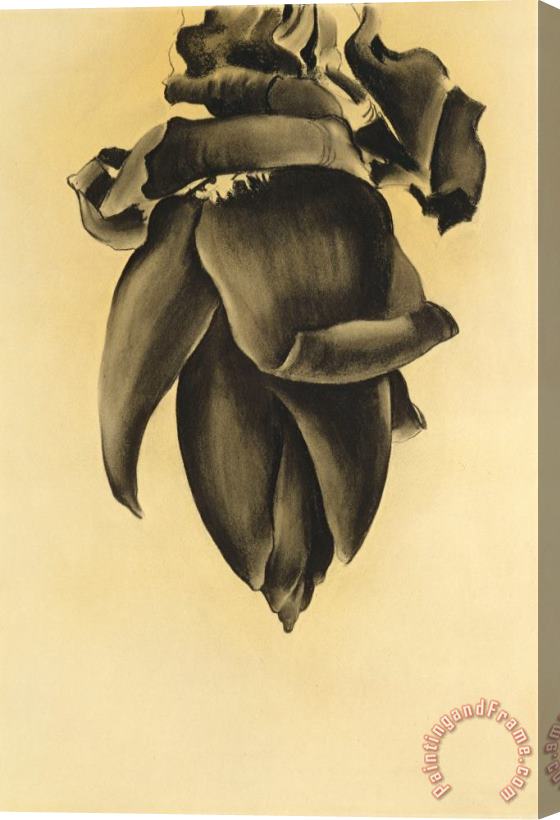 Georgia O'keeffe Banana Flower No. Ii, 1934 Stretched Canvas Print / Canvas Art