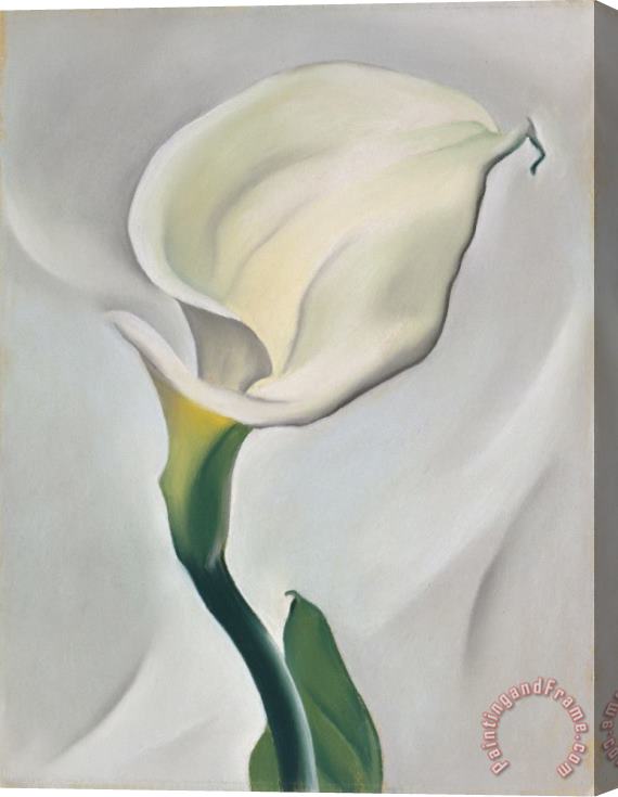 Georgia O'keeffe Calla Lily Turned Away, 1923 Stretched Canvas Print / Canvas Art