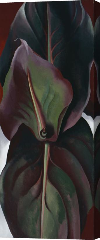 Georgia O'keeffe Canna Leaves, 1925 Stretched Canvas Painting / Canvas Art