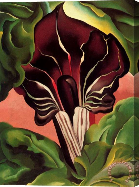Georgia O'keeffe Jack in The Pulpit II Stretched Canvas Print / Canvas Art