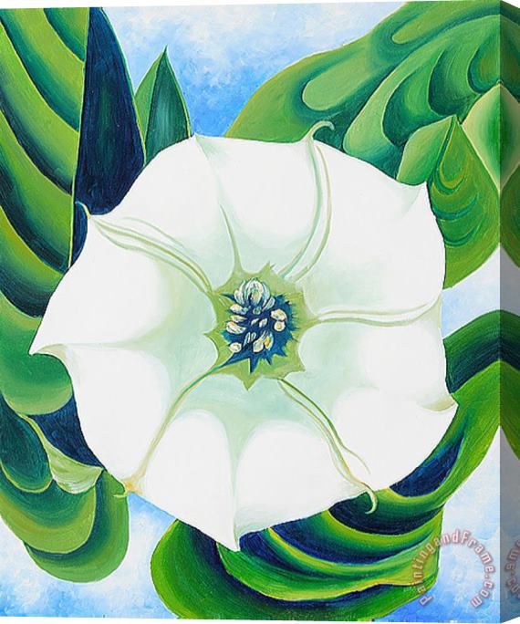 Georgia O'keeffe Jimson Weed Stretched Canvas Painting / Canvas Art