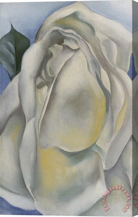 Georgia O'Keeffe White Rose Stretched Canvas Print / Canvas Art